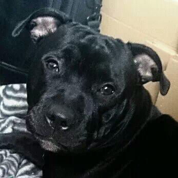 album chiots 2013